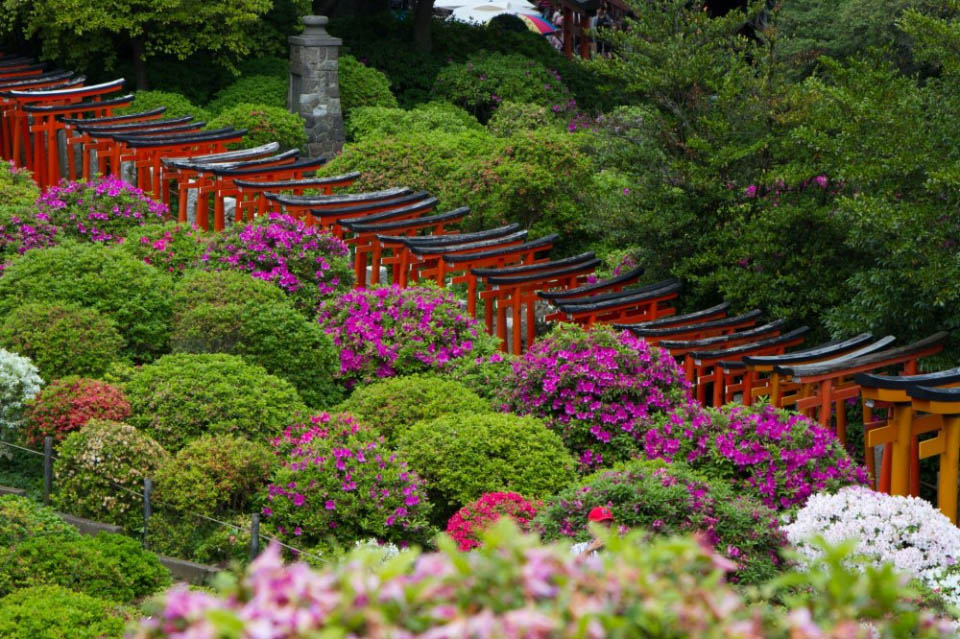 Lễ hội đền Nezu Nhật Bản